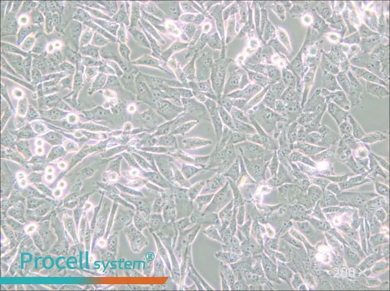 UM-UC-3 Cell Complete Medium - small - 4