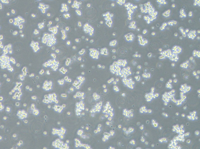 ECC12 Cell Complete Medium-searchlist-1