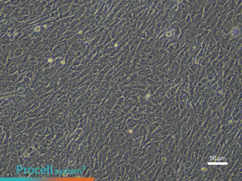 Rat Embryonic Limb Bud Mesenchymal Stem Cell Complete Medium - 5