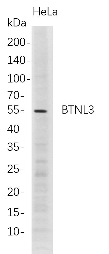 Recombinant BTNL3 Monoclonal Antibody-searchlist-1