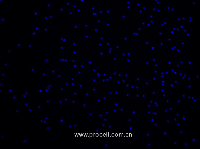 https://789.bio/ec/LdL8K8