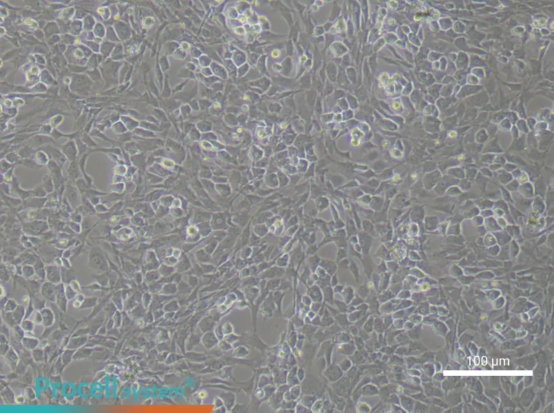 Rat Osteoblast Complete Medium - 2