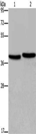 Western Blot analysis of MCF-7 and NIH/3T3 cell using FHL1 Polyclonal Antibody at dilution of 1:400