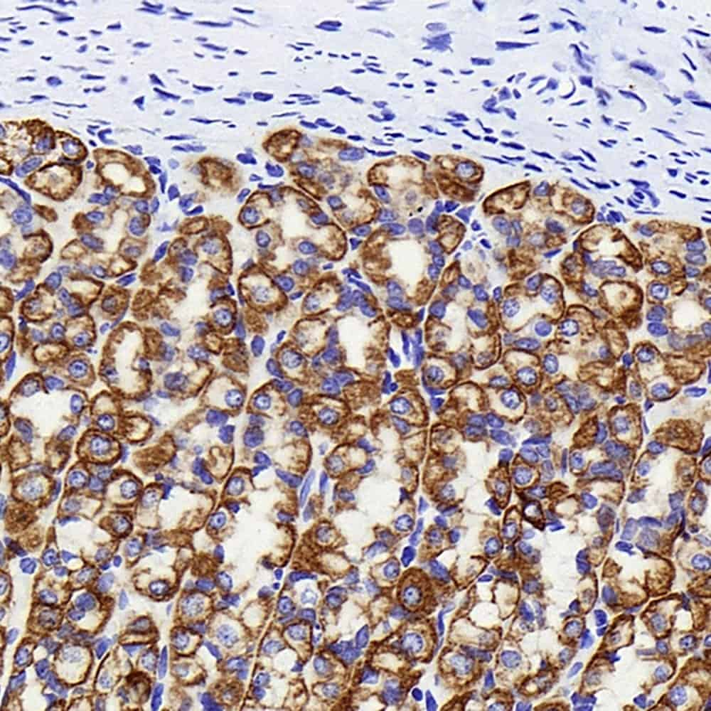 Immunohistochemistry analysis of paraffin-embedded rat stomach  using CK-19 Monoclonal Antibody at dilution of 1:1000.