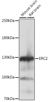 Western blot analysis of extracts of various cell lines using ERC2 Polyclonal Antibody at 1:1000 dilution.