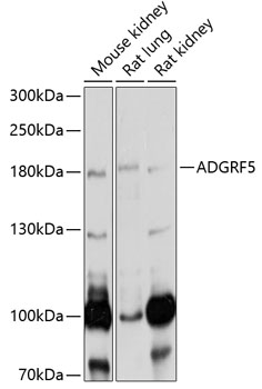 Western blot analysis of extracts of various cell lines using ADGRF5 Polyclonal Antibody at 1:1000 dilution.