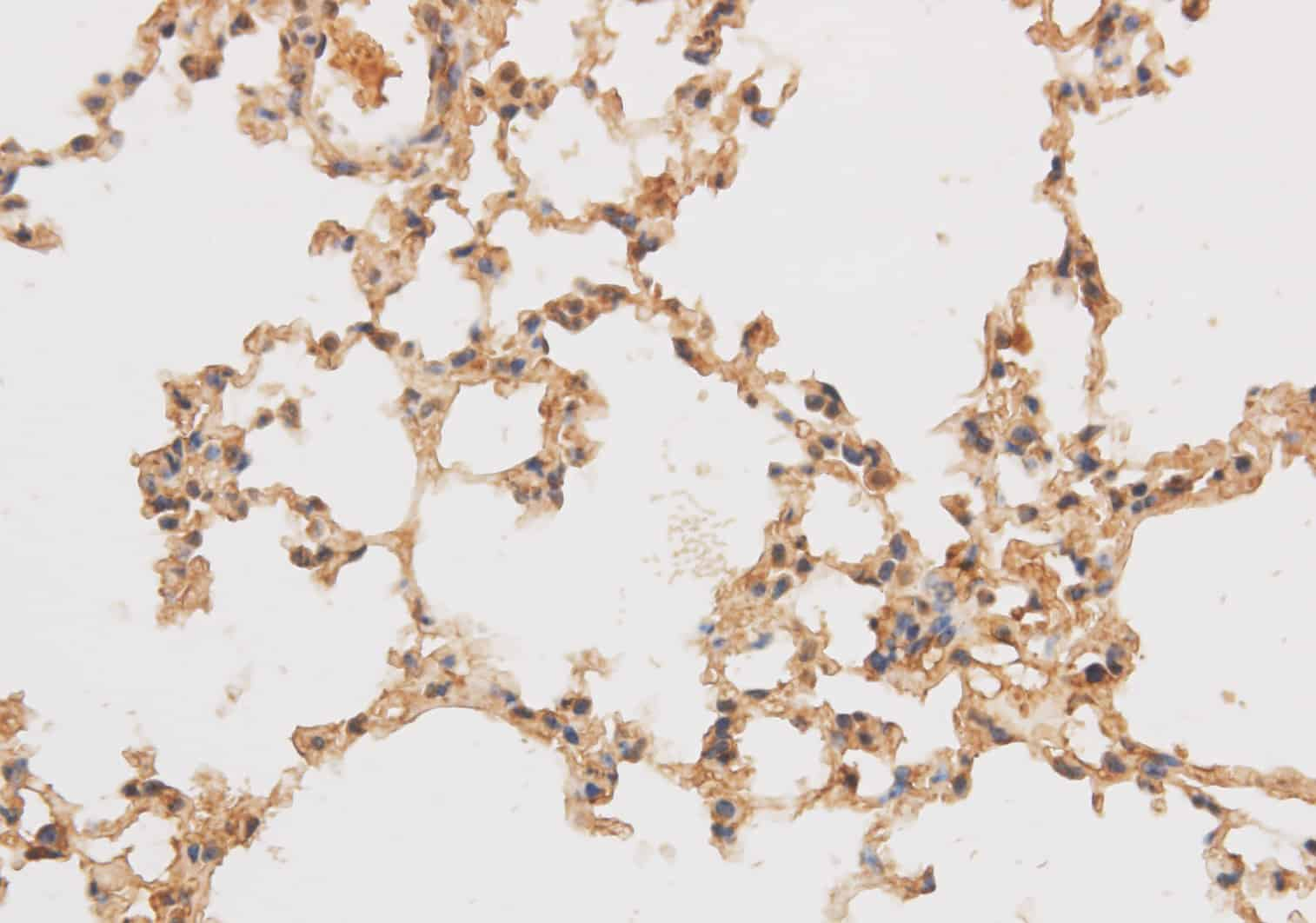 Immunohistochemistry of paraffin-embedded Rat lung using SF3A3 Polyclonal Antibody at dilution of 1:50