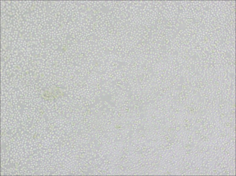 P388D1 Cell Complete MediumP388D1 Cell Complete Medium - 2