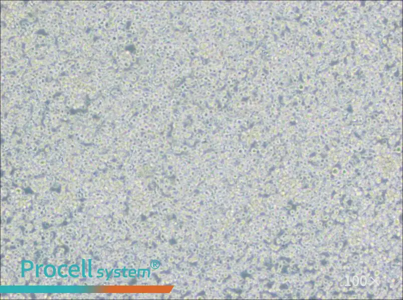 H9 [derivative of HuT 78] Cell Complete Medium - 2