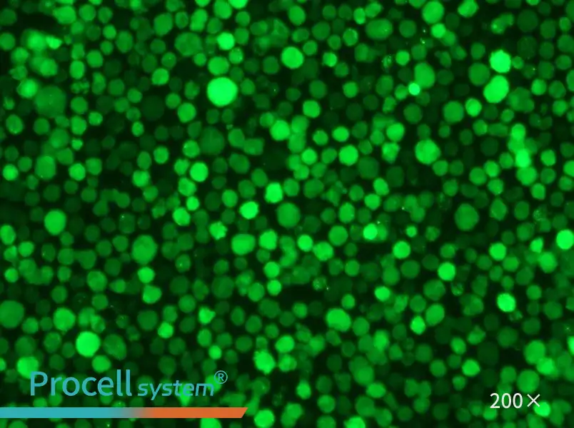 THP-1-GFP Cell Complete Medium - 5