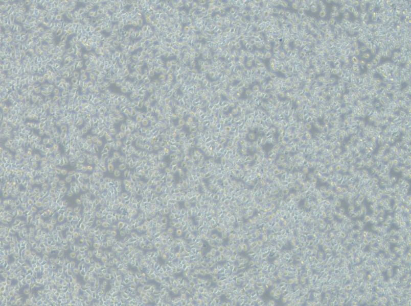 JM-1 Cell Complete MediumJM-1 Cell Complete Medium - 3