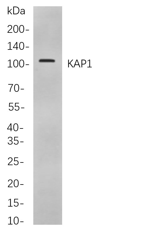 Recombinant KAP1 Monoclonal Antibody-searchlist-1