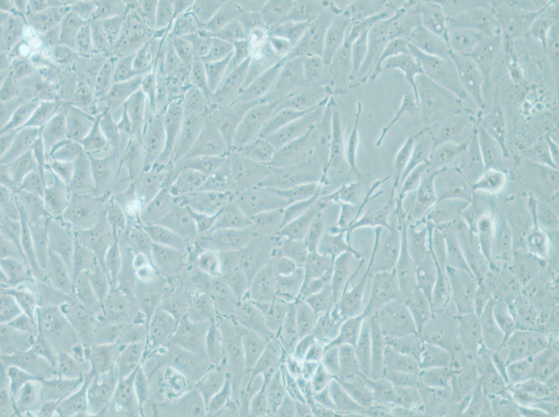 IPEC-J2 Cell Complete Medium - small - 6