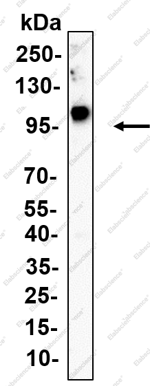 Recombinant WEE1 Monoclonal Antibody - 3