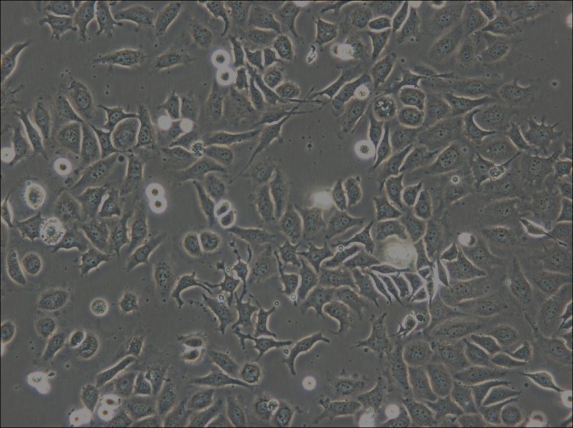 NP69SV40T Cell Complete Medium - 4