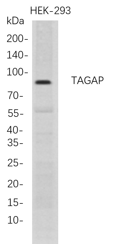 Recombinant TAGAP Monoclonal Antibody-searchlist-1