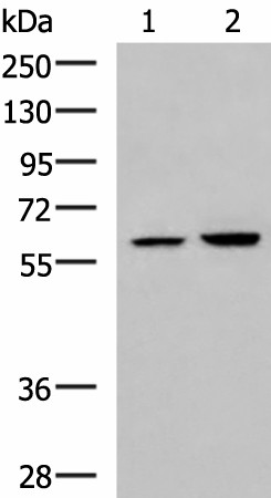 Western blot analysis of 231 and HepG2 cell lysates  using FKBP4 Polyclonal Antibody at dilution of 1:900