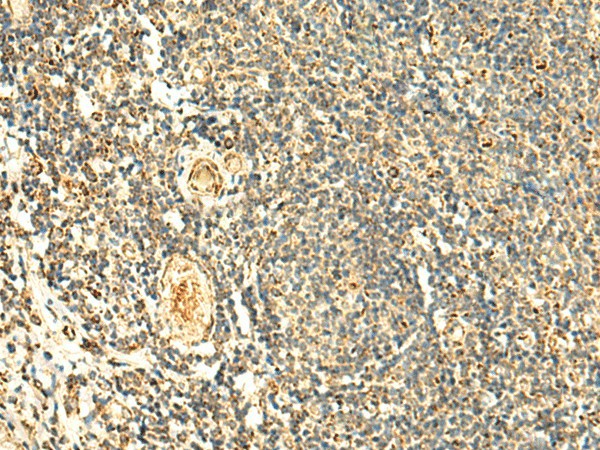 Immunohistochemistry of paraffin-embedded Human tonsil tissue  using ATP5PD Polyclonal Antibody at dilution of 1:50(?200)