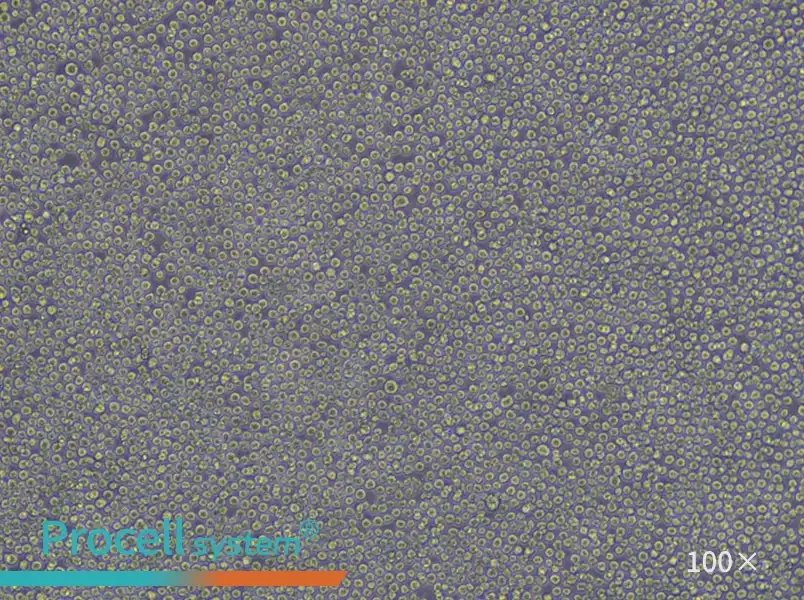 HL-60 Cell Complete Medium - 2