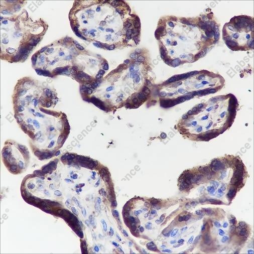 Recombinant PTGER2 Monoclonal Antibody - 2