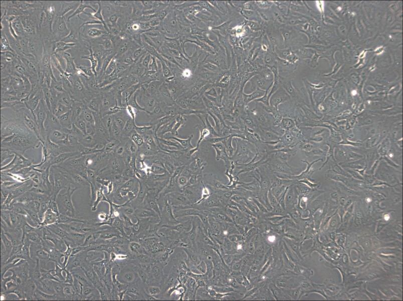 OK Cell Complete Medium-searchlist-1