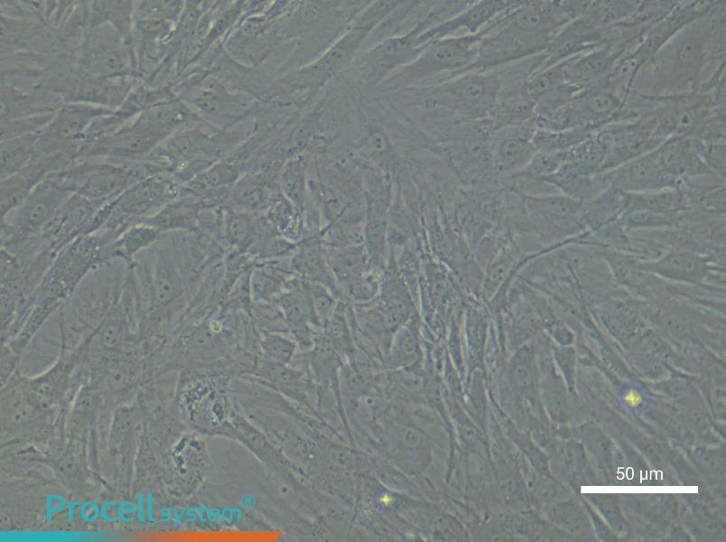 Rat Endosteal Mesenchymal Stem Cell Complete Medium - 6