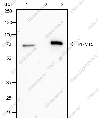 Recombinant PRMT5 Monoclonal Antibody - 4