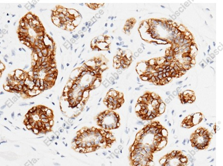 TROP2/TACSTD2 Monoclonal Antibody - 3
