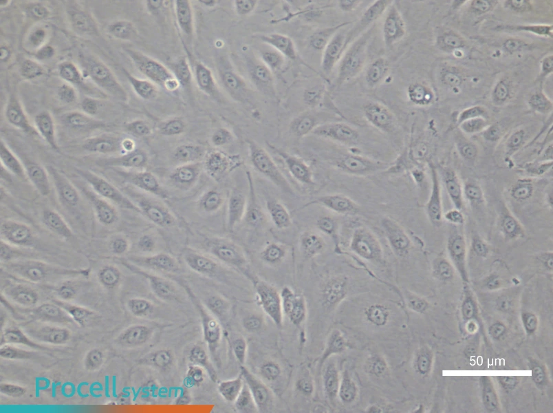 Human Cardiac Microvascular Endothelial Cell Complete Medium - 6