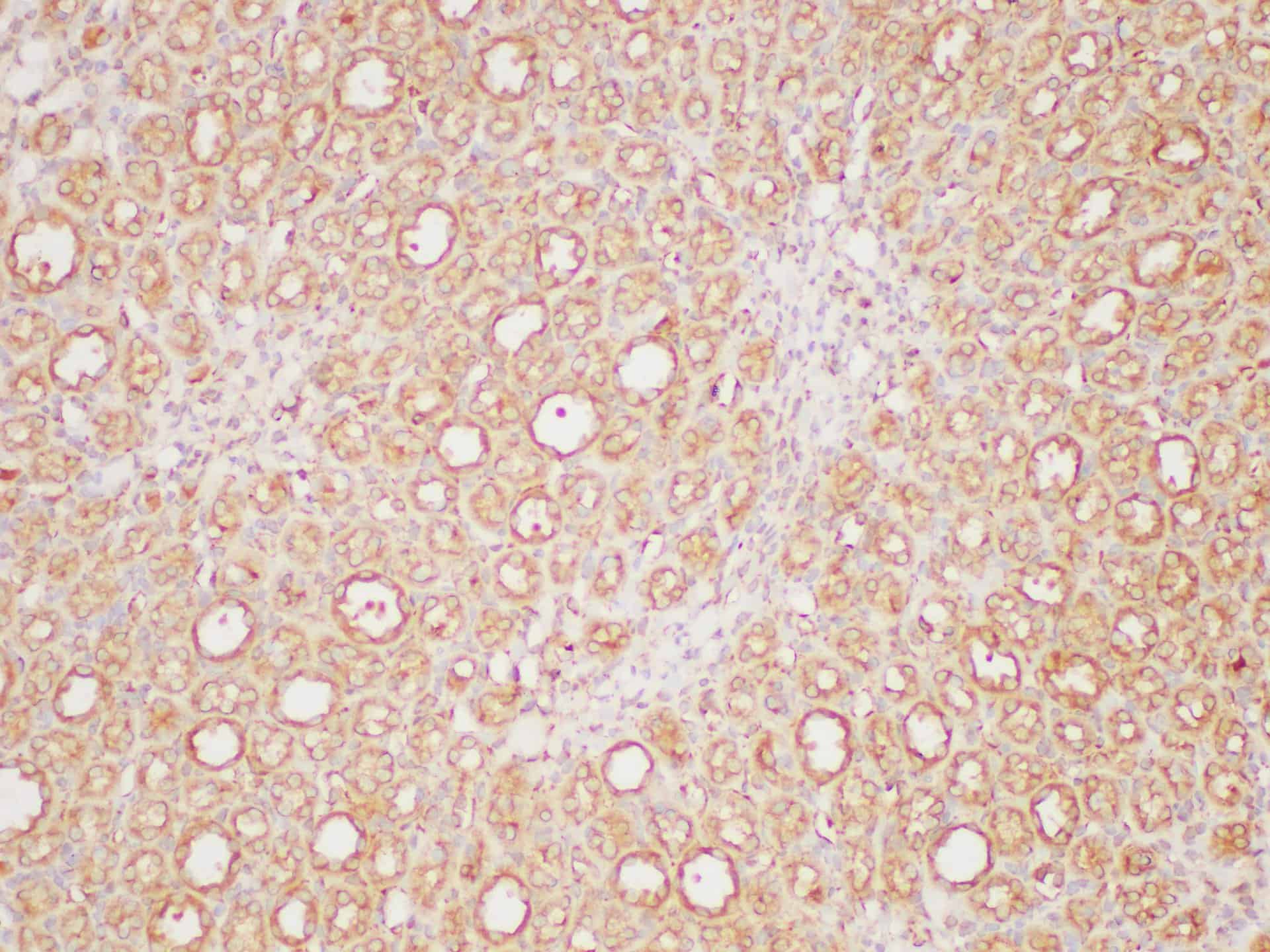 PE/Elab Fluor® 594 Rat IgG1, κ Isotype Control[HRPN]-产品推荐-1