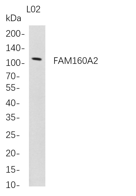 Recombinant FAM160A2 Monoclonal Antibody-searchlist-1