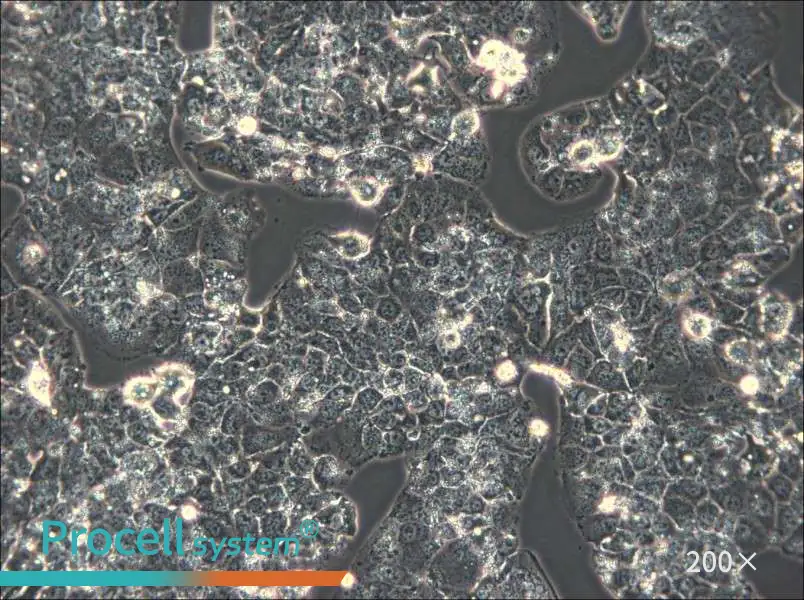 HuH-1 Cell Complete Medium - 4