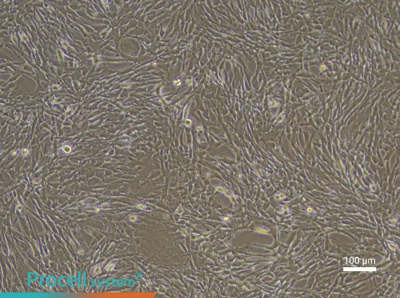 Mouse Endosteal Mesenchymal Stem Cell Complete Medium - 3