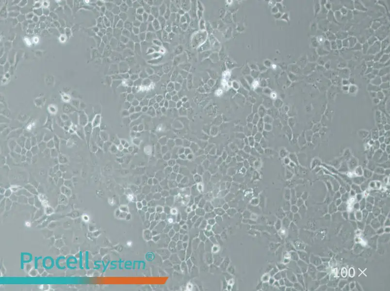 A-253 Cell Complete MediumA-253 Cell Complete Medium - 3