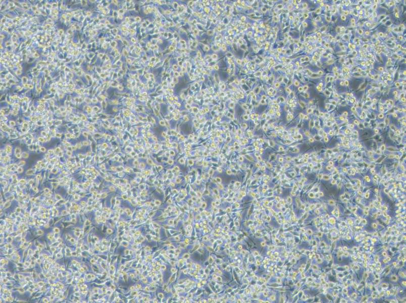 BV2-EGFP Cell Complete MediumBV2-EGFP Cell Complete Medium - 2