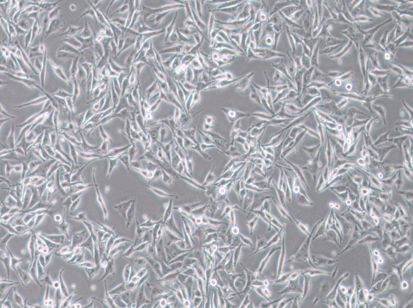 SK-MEL-28 Cell Complete Medium - 3