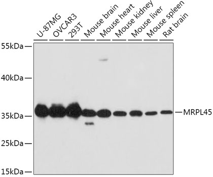 Western blot analysis of extracts of various cell lines using MRPL45 Polyclonal Antibody at dilution of 1:1000.