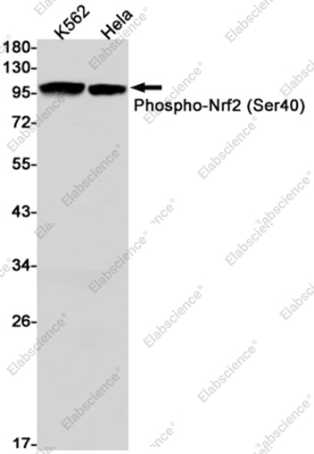 Recombinant Phospho-Nrf2 (Ser40) Monoclonal Antibody - 1
