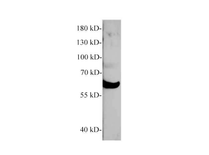 Western blot of HepG2 cell with CXCL4 polyclonal antibody at 1:1000 dilution.