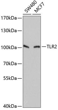 Western blot analysis of extracts of various cell lines using TLR2 Polyclonal Antibody at dilution of 1:1000.