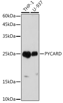 Western blot analysis of extracts of various cell lines using PYCARD Polyclonal Antibody at 1:1000 dilution.