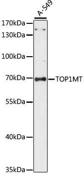 Western blot analysis of extracts of A-549 cells using TOP1MT Polyclonal Antibody at dilution of 1:1000.