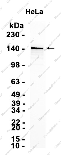 Recombinant KDM4B/JMJD2B Monoclonal Antibody - 2