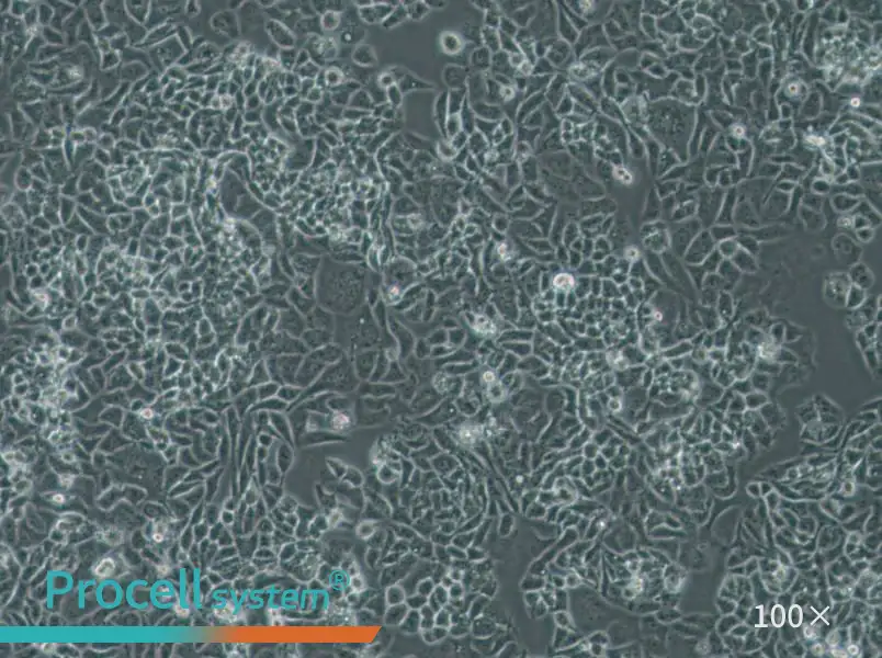 NCI-H522[H522] Cell Complete Medium - 1