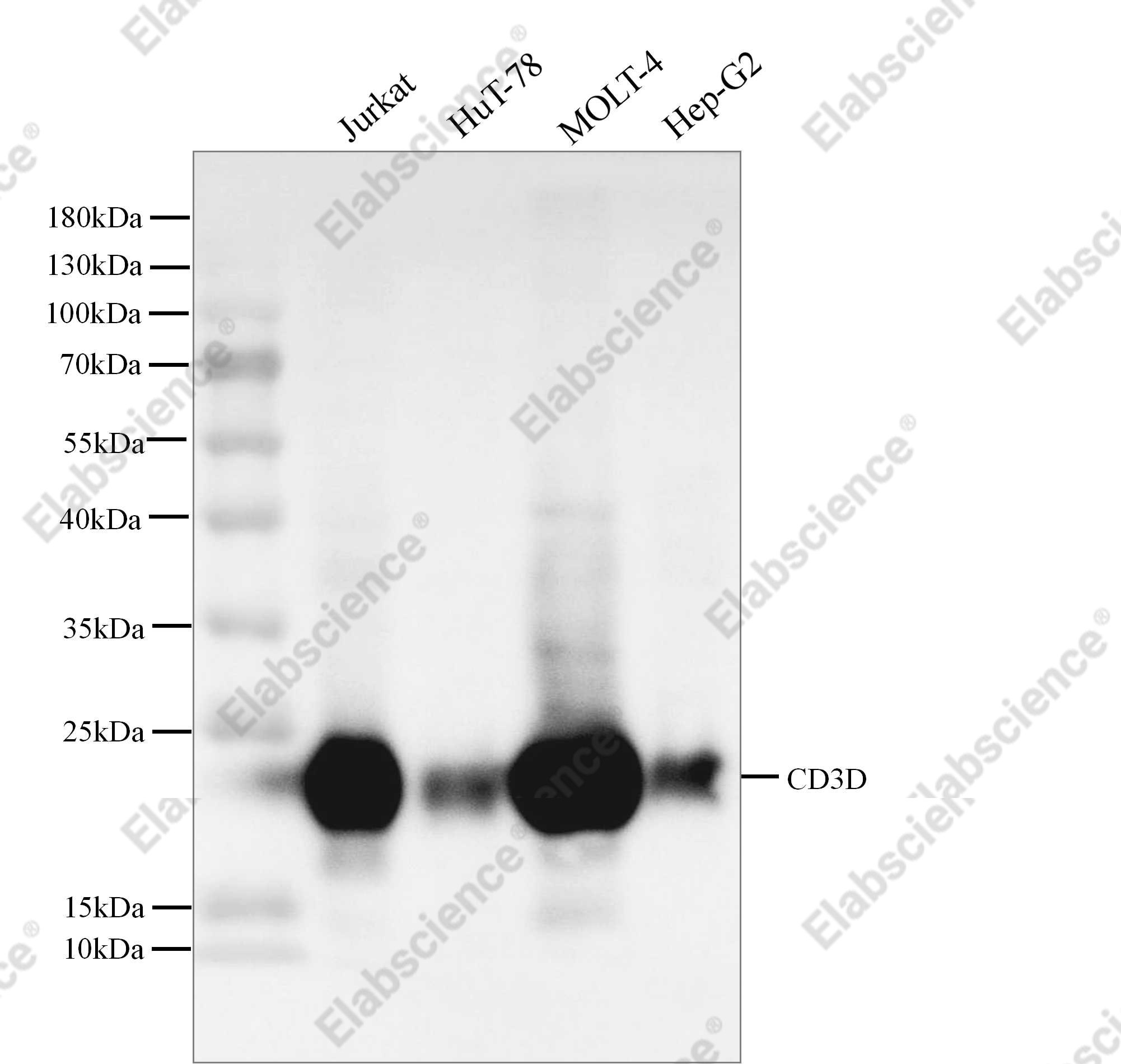 Recombinant CD3d/CD3 delta Monoclonal Antibody - 2