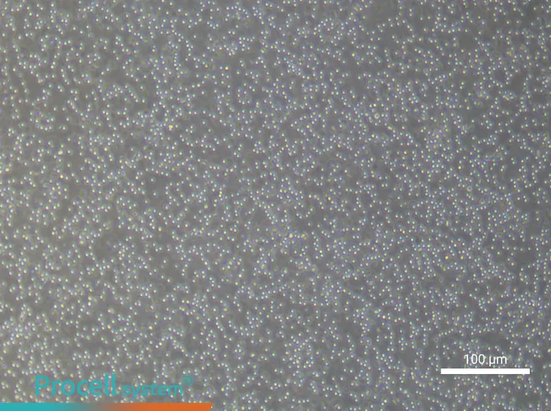 Human Peripheral Blood Leukocyte Complete Medium - 1