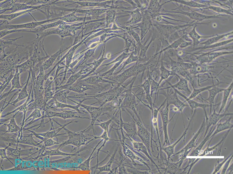OP9 Cell Complete Medium - small - 4