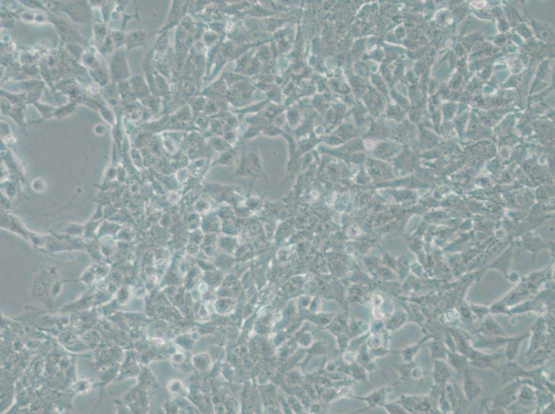 SK-N-DZ Cell Complete Medium - small - 5