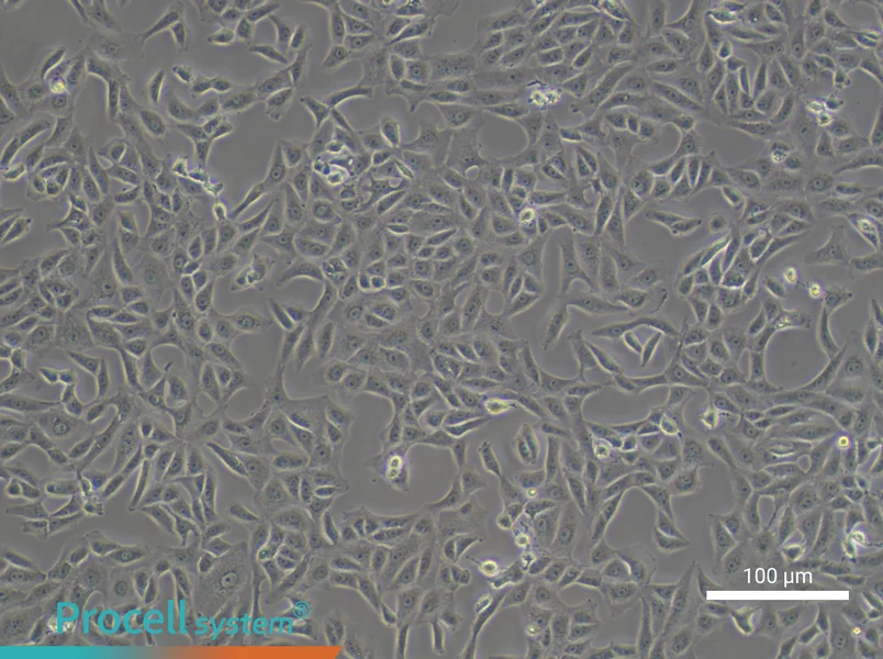 VeroVero - 3