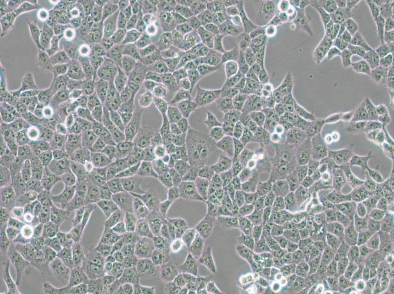 CAL 27 Cell Complete Medium - small - 5